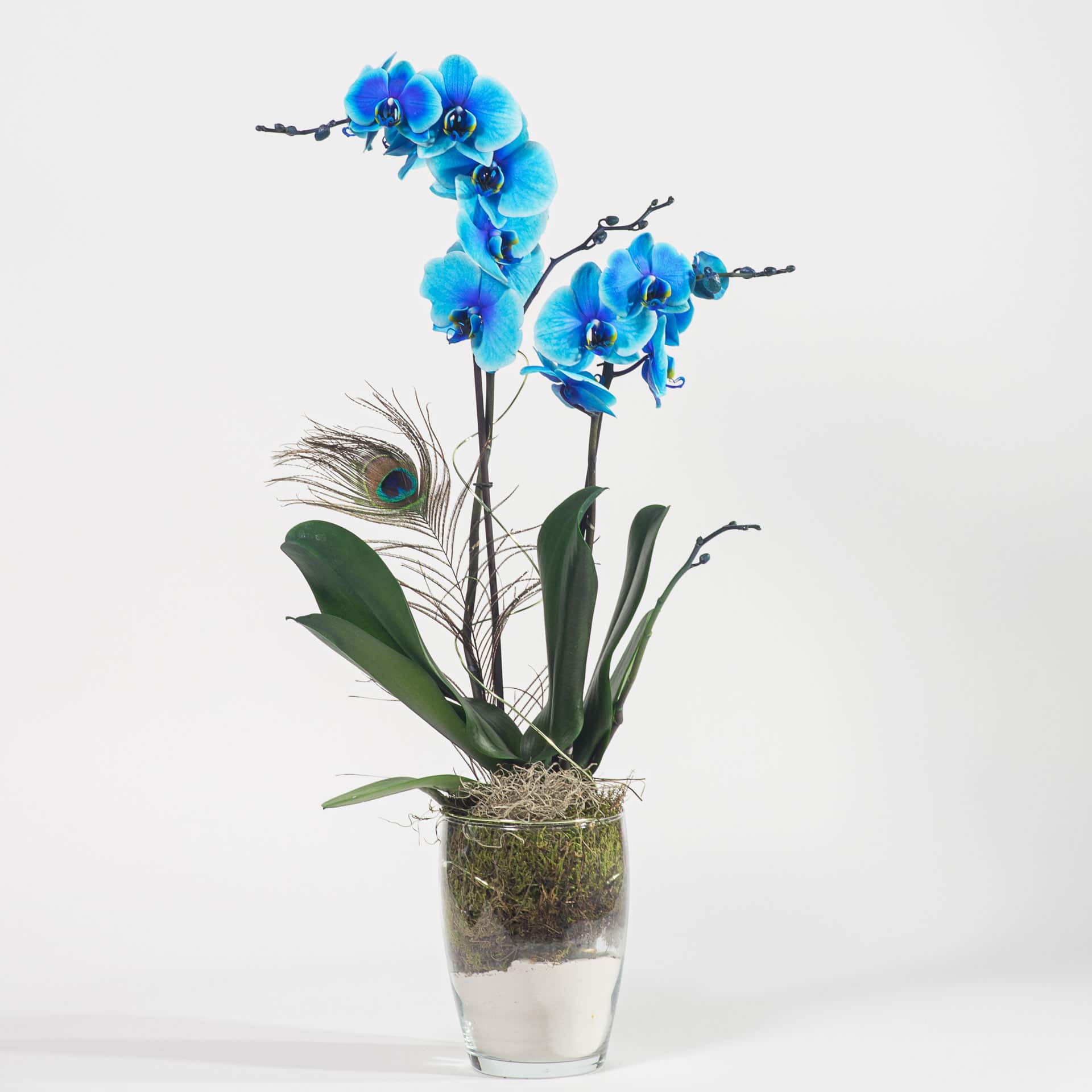 ontploffen Tegenslag Wereldrecord Guinness Book Blaue Orchidee im Glas bestellen bei Blumenbar - Blumen Onlineshop  Österreich