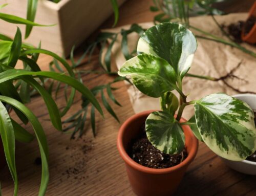 Zimmerpflanzen umtopfen – So klappt es!